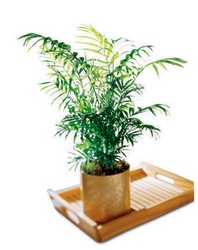 PalmBranchesForPalmSunday! from Walker's Flower Shop in Huron, SD